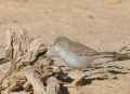 Пустынная славка фото (Sylvia nana) - изображение №2439 onbird.ru.<br>Источник: ibc.lynxeds.com